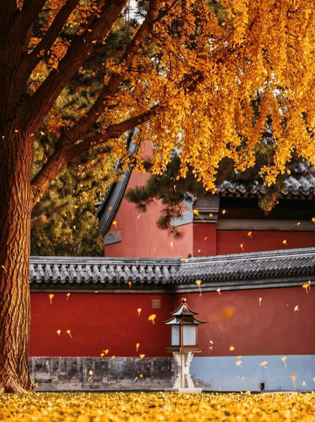 北京秋天最美的地方图片