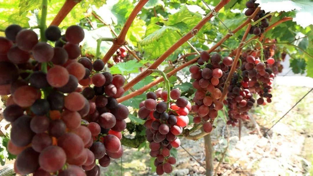 三穗:葡萄成熟挂满枝 丰收飘香溢满园