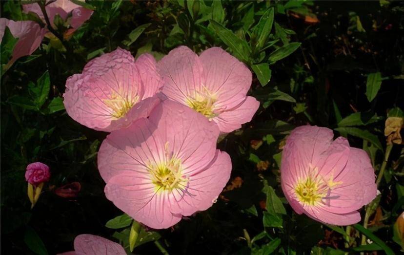 有院子可养"4种"皮实耐热的花,自播能力强,开成一片浪漫花海_开花