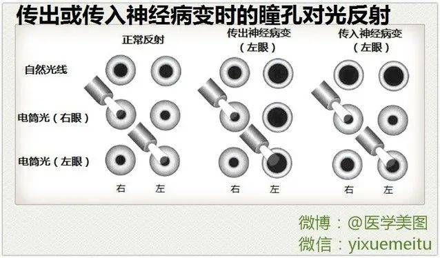 神经系统速记口诀及超全图谱