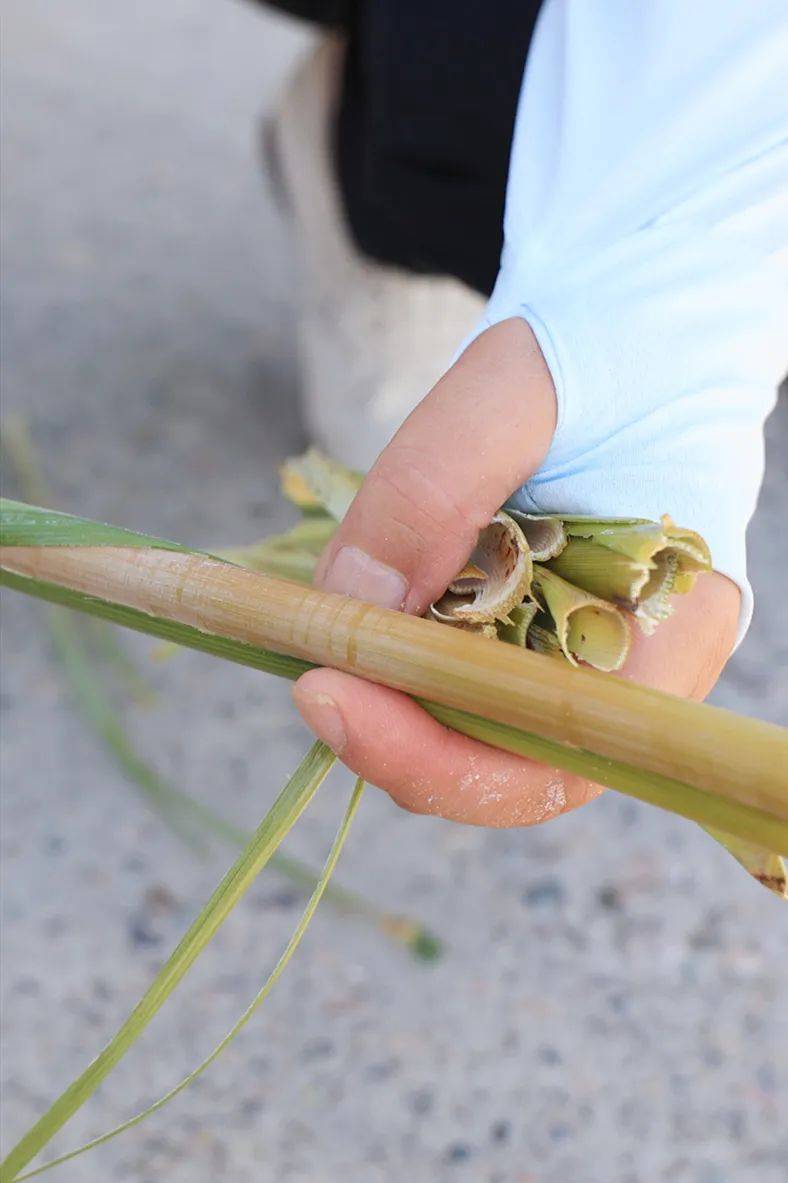 今年的第一批芦粟成熟啦!这一口甘甜,你尝了没?