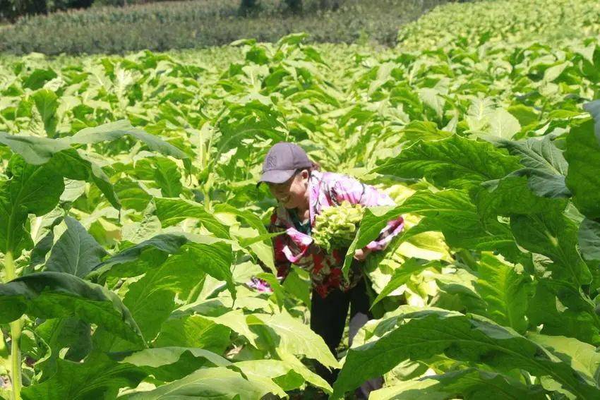 44万亩烟叶全面开"烤"_种植_质量_指导