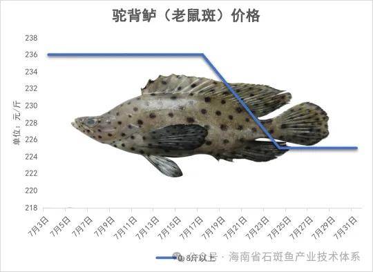 7种石斑鱼价格监测专报