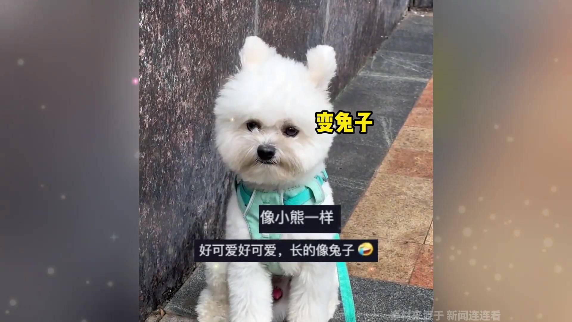 准备出门 狗狗闹情绪坐着不动,眼神无辜 耳朵竖起来秒变"兔子"