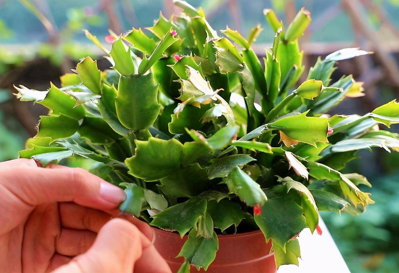 蟹爪兰花期要到了,1个"小动作",能让花量多10倍,满头花苞