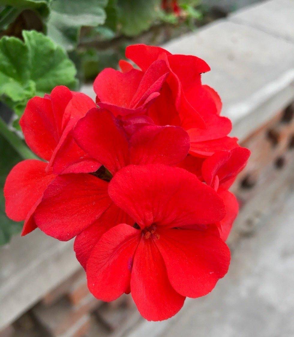 这"4种花",一年四季开花,非常好养活,非常"爱开花"