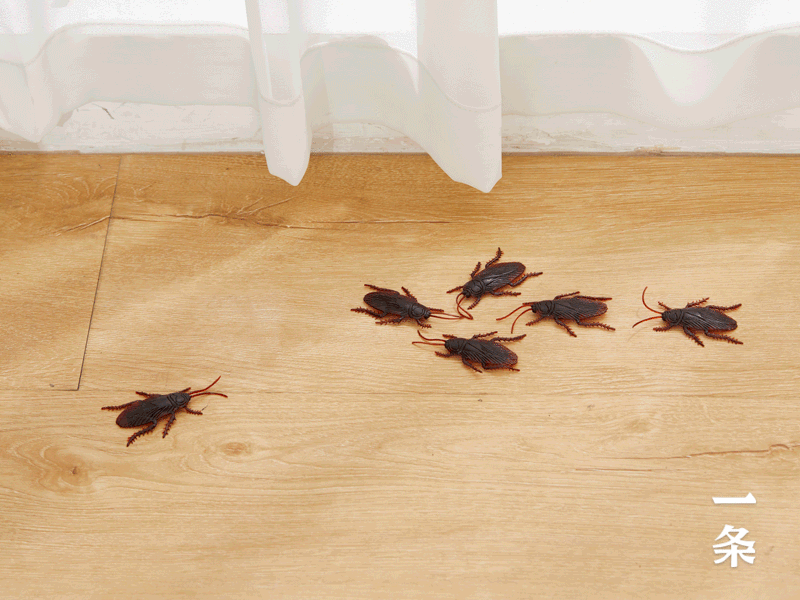 "小黑帽"灭蟑连环计:一只取食,全窝灭_蟑螂_居室_面积