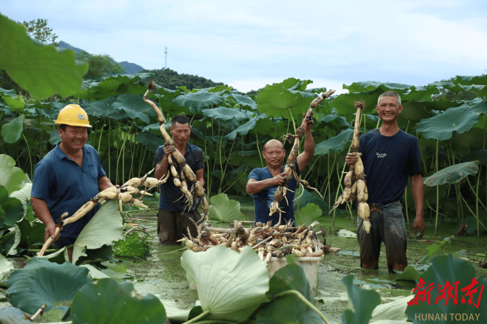 蓝山:莲藕丰收 "钱"景光明_潘有娣_种植_彭安