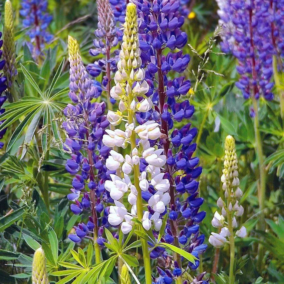 华北地区常用宿根花卉