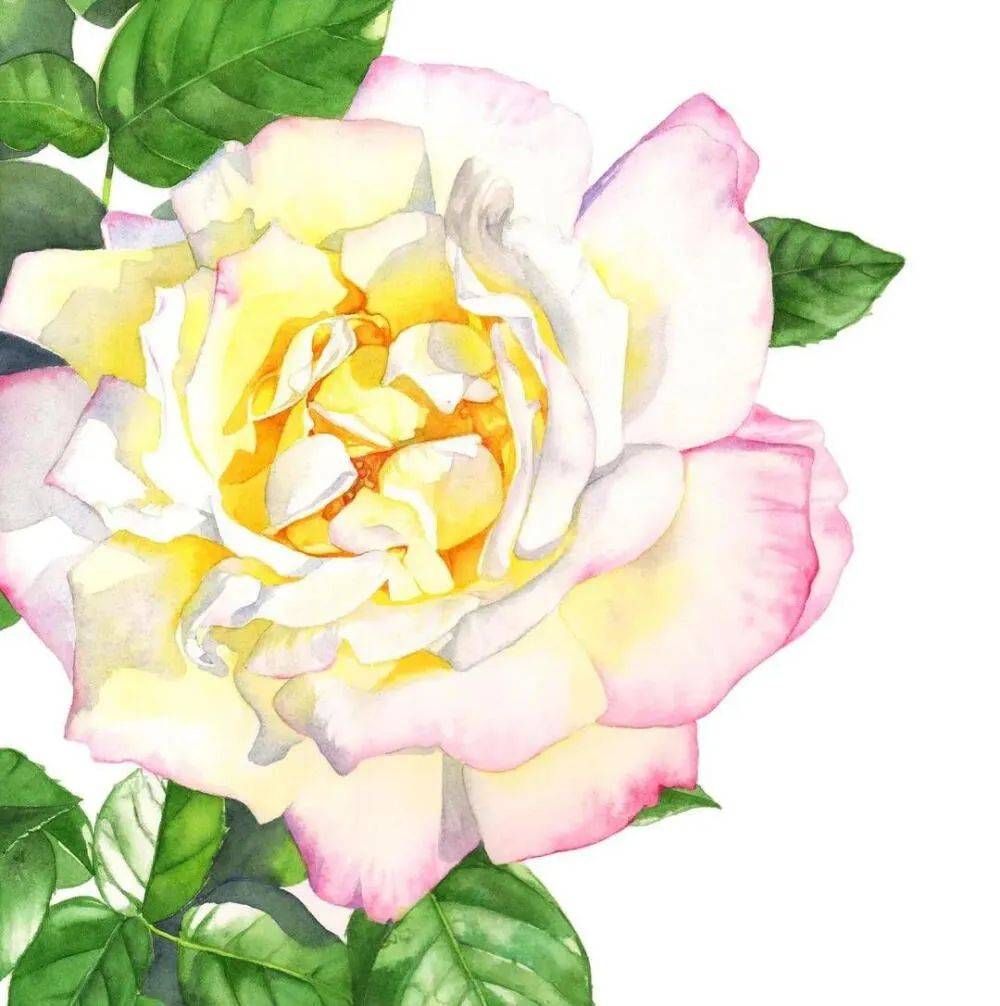 明亮而美好~15幅水彩花卉手绘作品欣赏