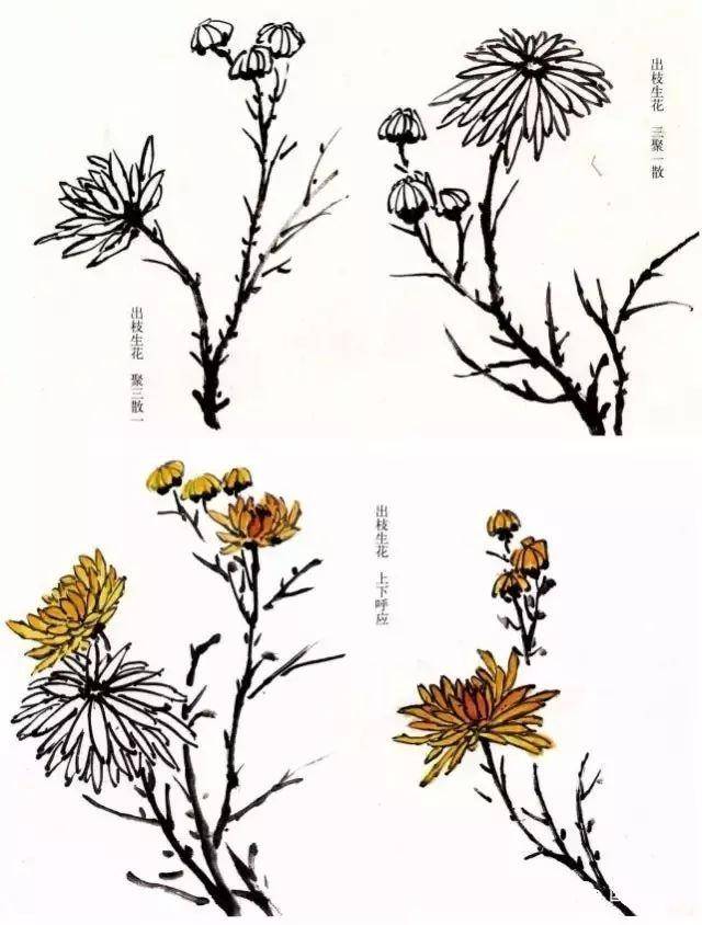 小写意菊花画法分享