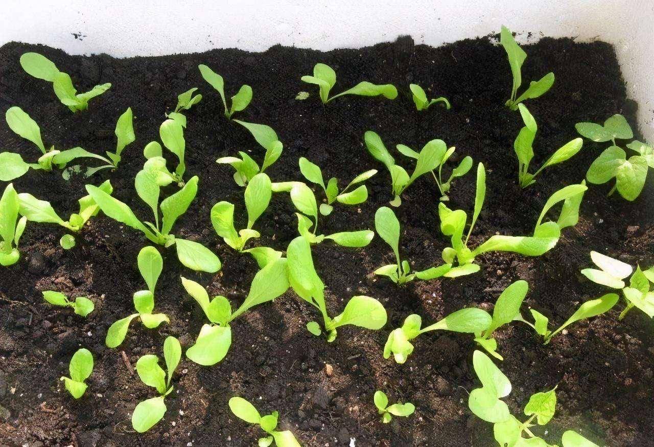 秋天自己种点菜,长得真快,阳台露台绿油油,变成"小菜园"_种子_青菜