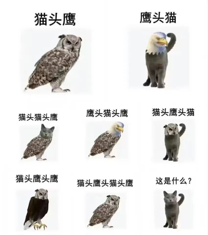 猫头鹰介绍简单图片