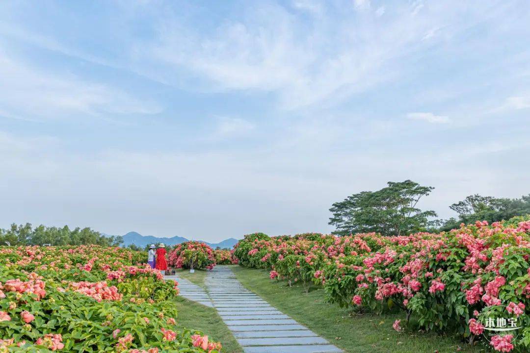 深圳免费花海图片