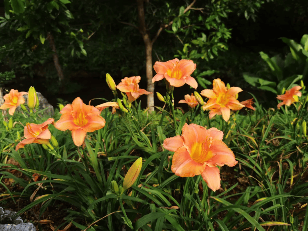 鲜黄花菜含有什么毒素图片