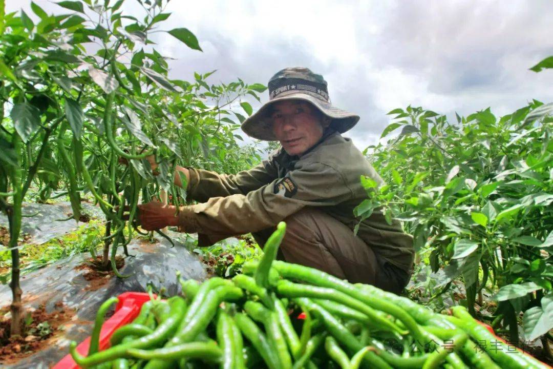 高峰乡:田间地头奏响致富"椒"响曲