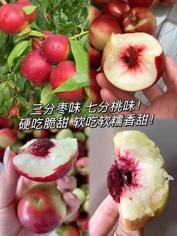 珍珠枣油桃介绍图片