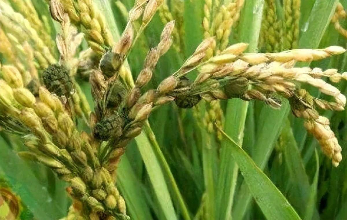 据相关资料,水稻颖壳不闭可能与高温热害,中微量元素缺乏,砷,硫比例