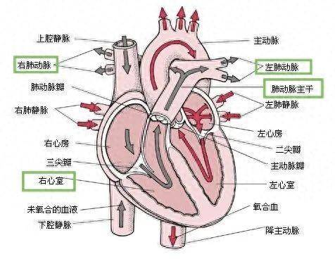 肺脏血管解剖图片