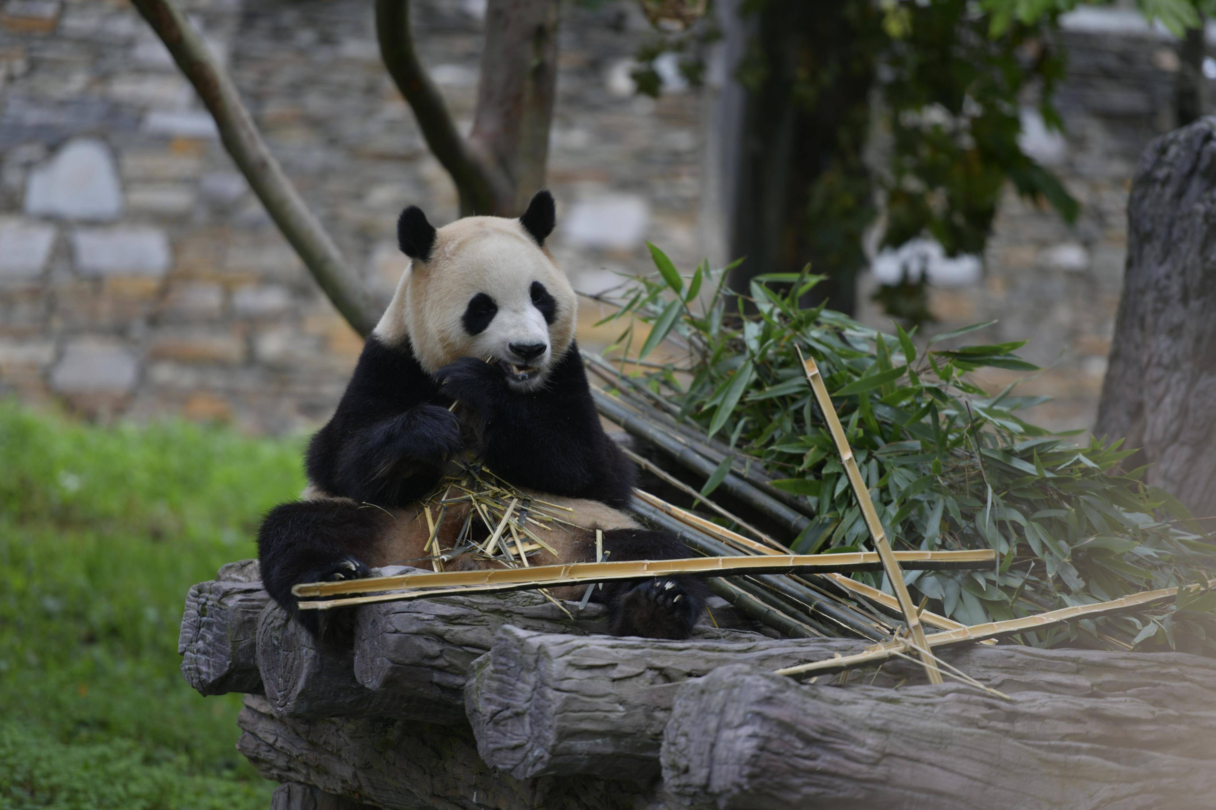 小熊猫发源地图片