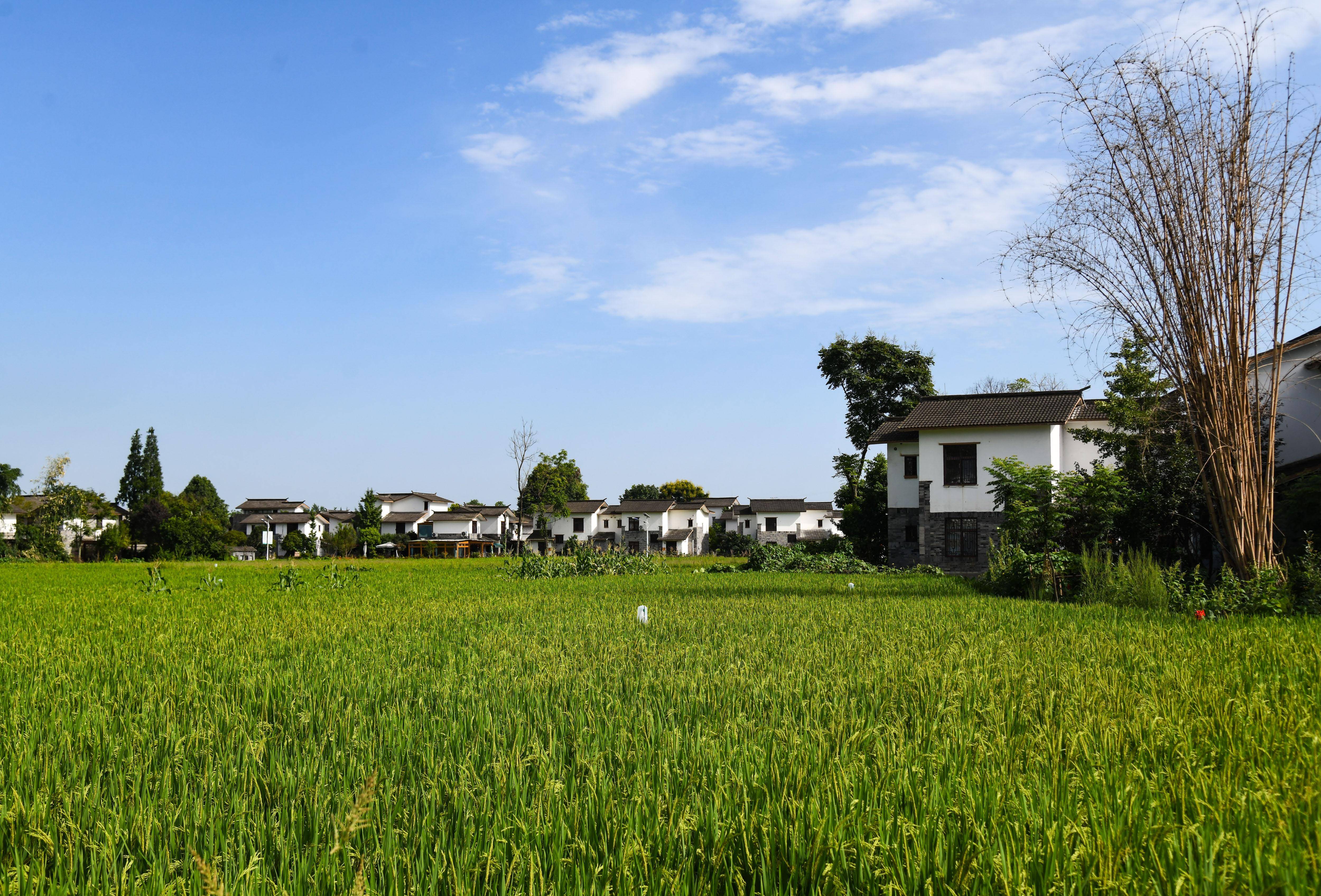 四川崇州:文旅融合赋能乡村振兴