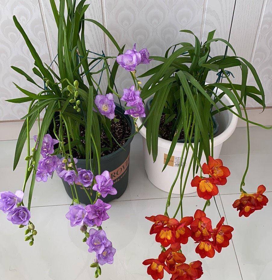 香雪兰的"种植技巧",关键有"3点",花更多,又仙又美又香