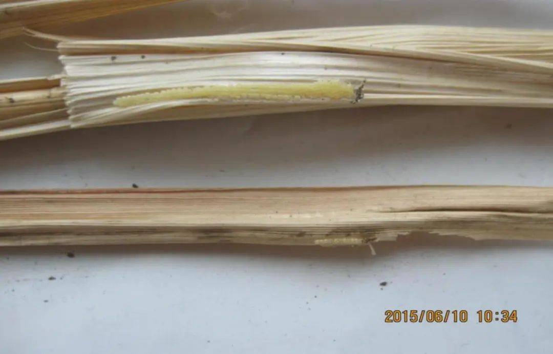 三代粘虫识别与防治技术