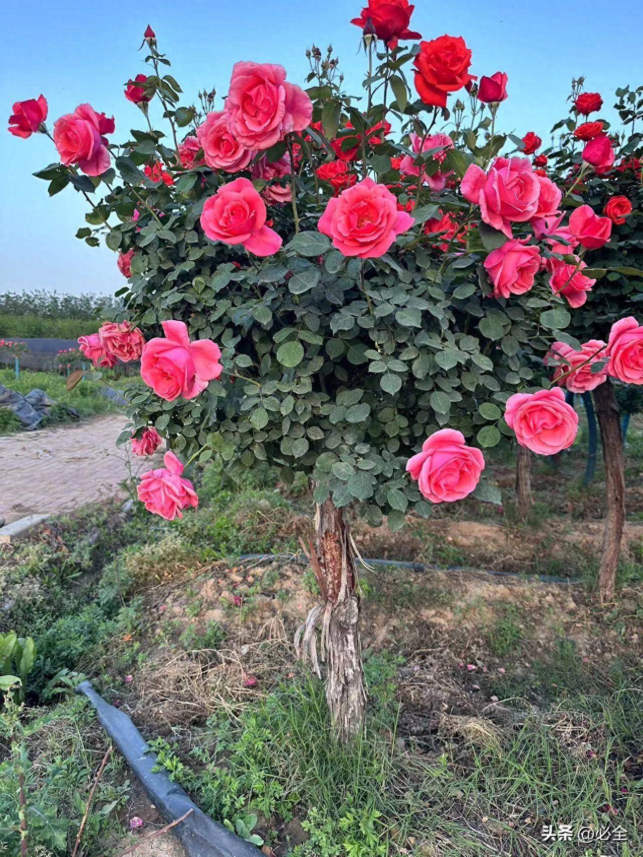 地栽大型灌木月季图片