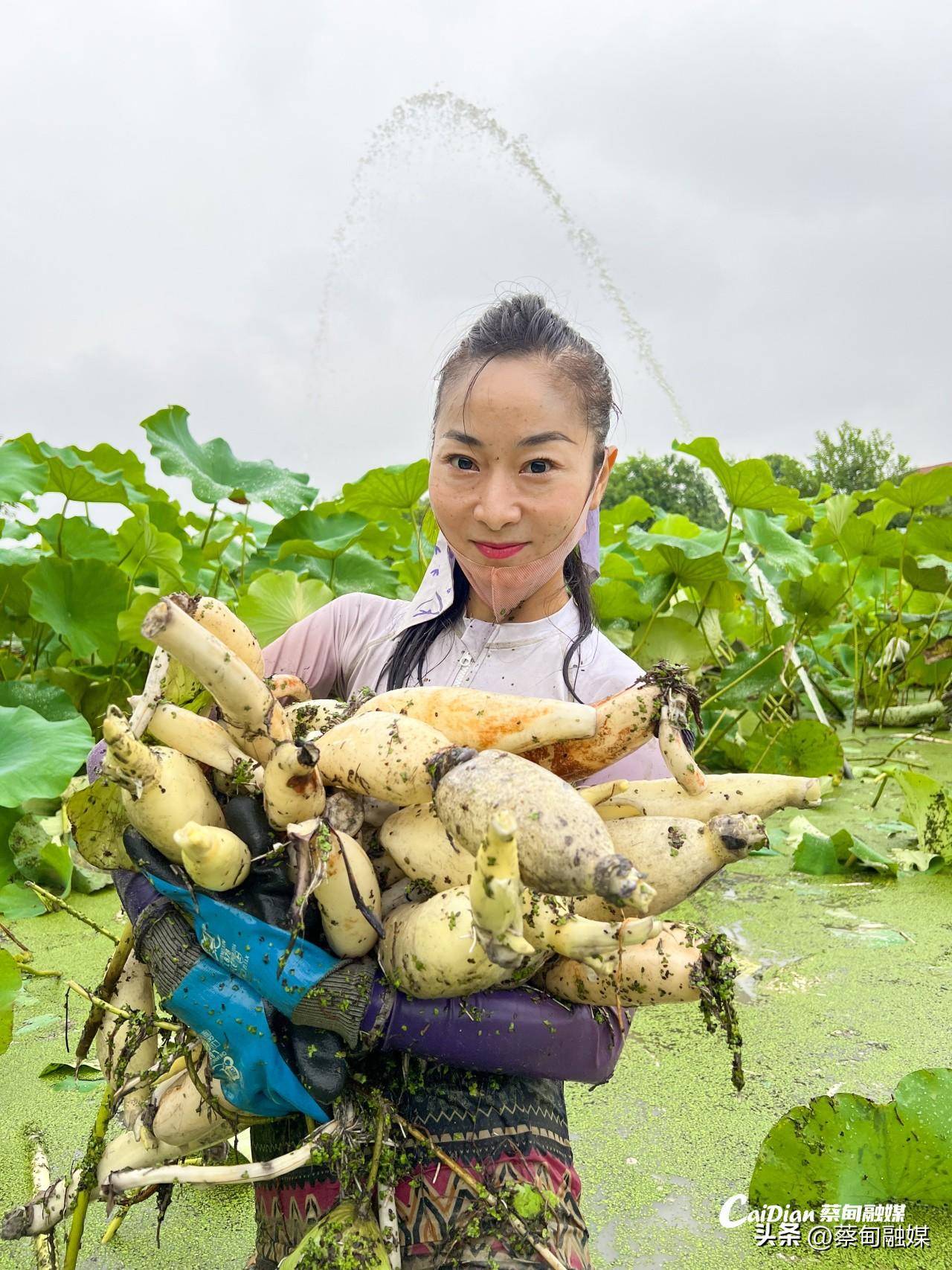 蔡甸：闲置地蝶变“聚宝盆” 莲藕“链”起致富路