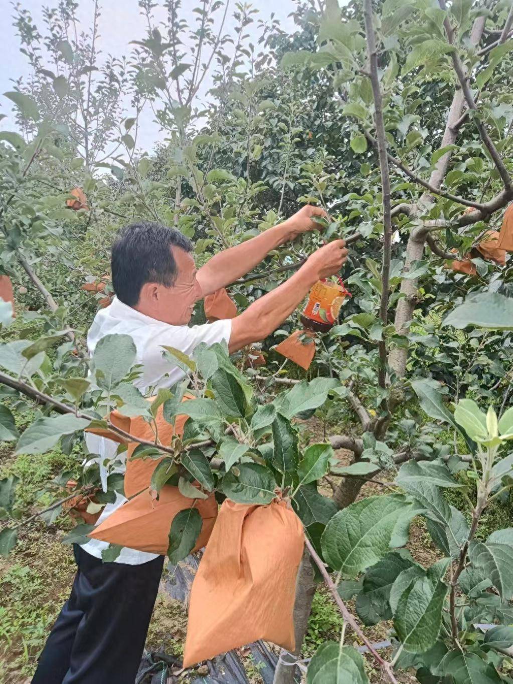 彬州市韩家镇:为果农传送"致富经"