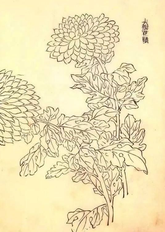 秋到菊花开,带你欣赏最美《菊谱》!_国画_画谱_芥子园