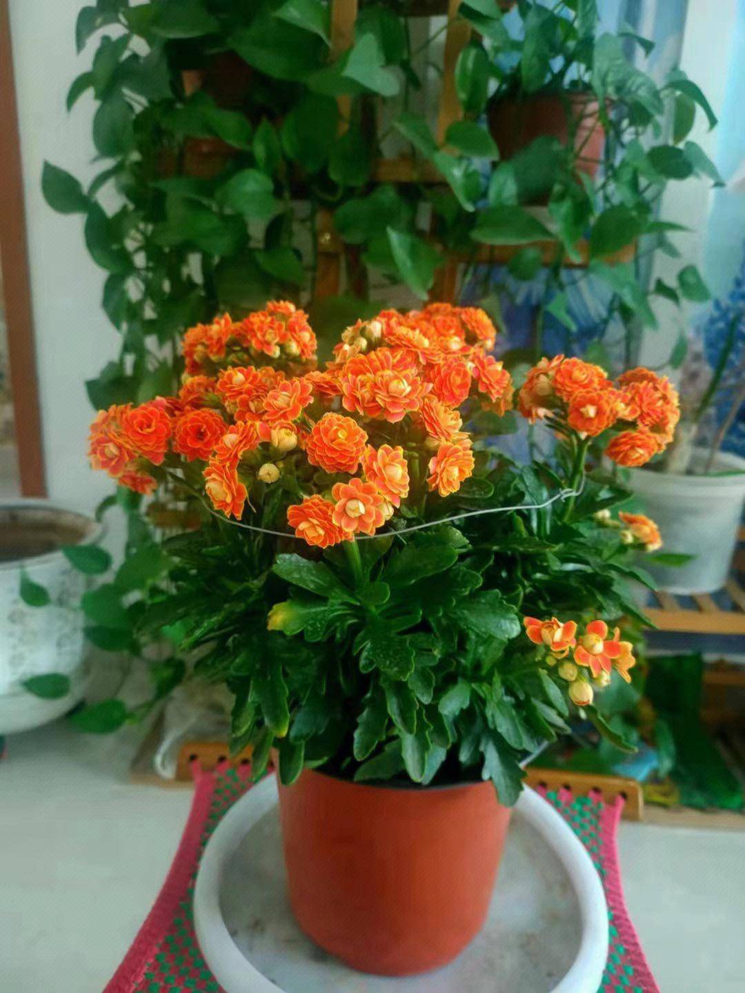 要过年了,家里养"5种喜庆花",很抗寒很鲜艳,花繁叶茂很漂亮