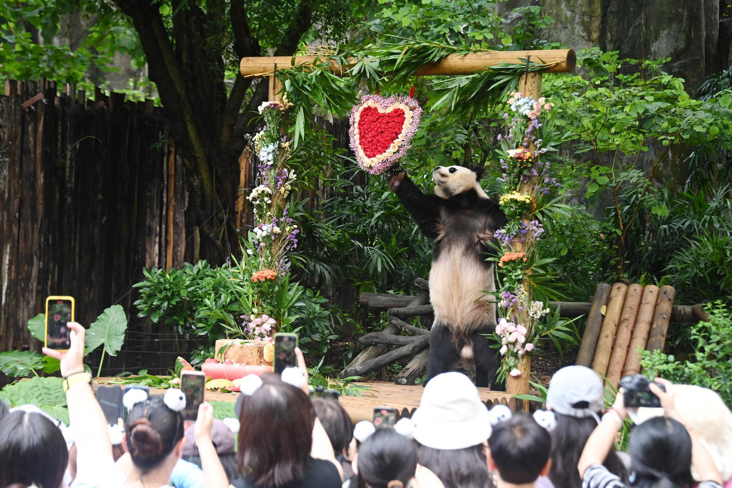 大熊猫"园舟"在深圳野生动物园欢乐过14岁生日
