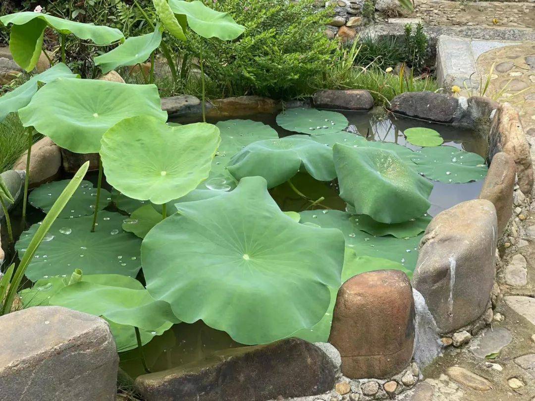 博罗美丽庭院 | 柏塘村庄处处"繁花似锦"