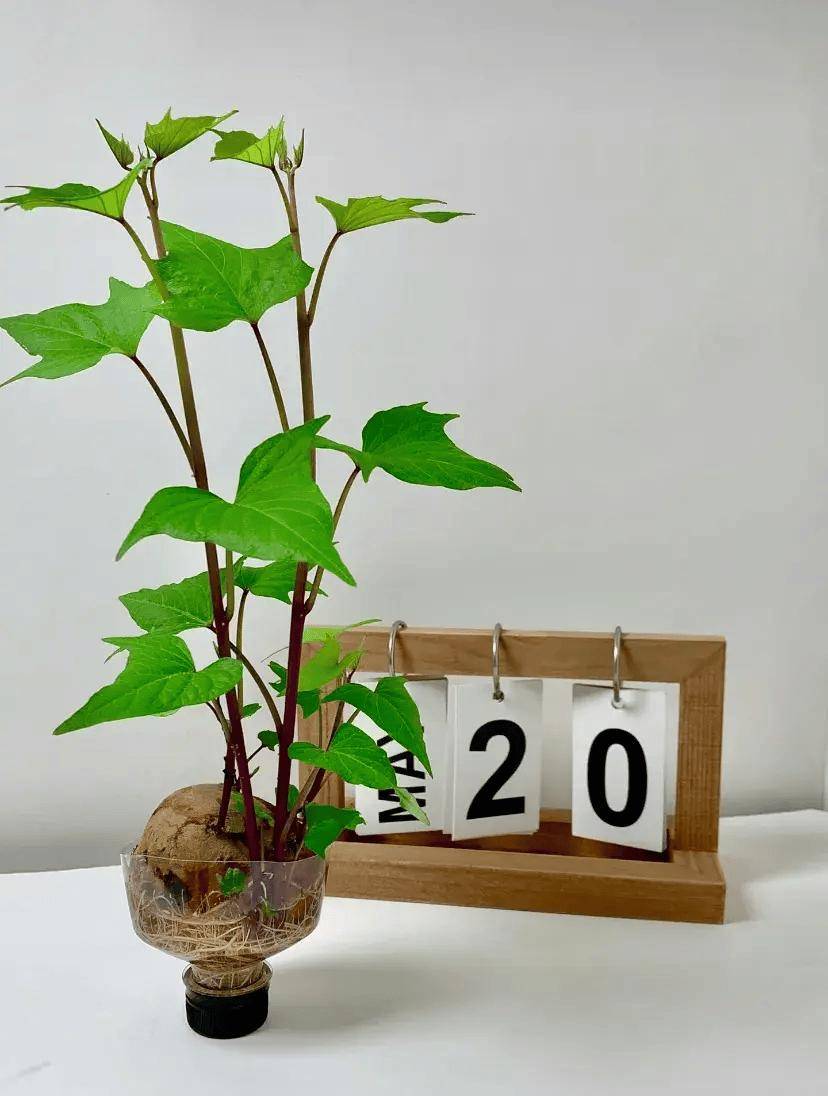 四川一姑娘给红薯"造型",养成盆景太美了,价值翻了50倍_地瓜_容器