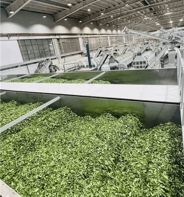 筠连"超级工厂"投产,你喝的奶茶原料可能来自这里!