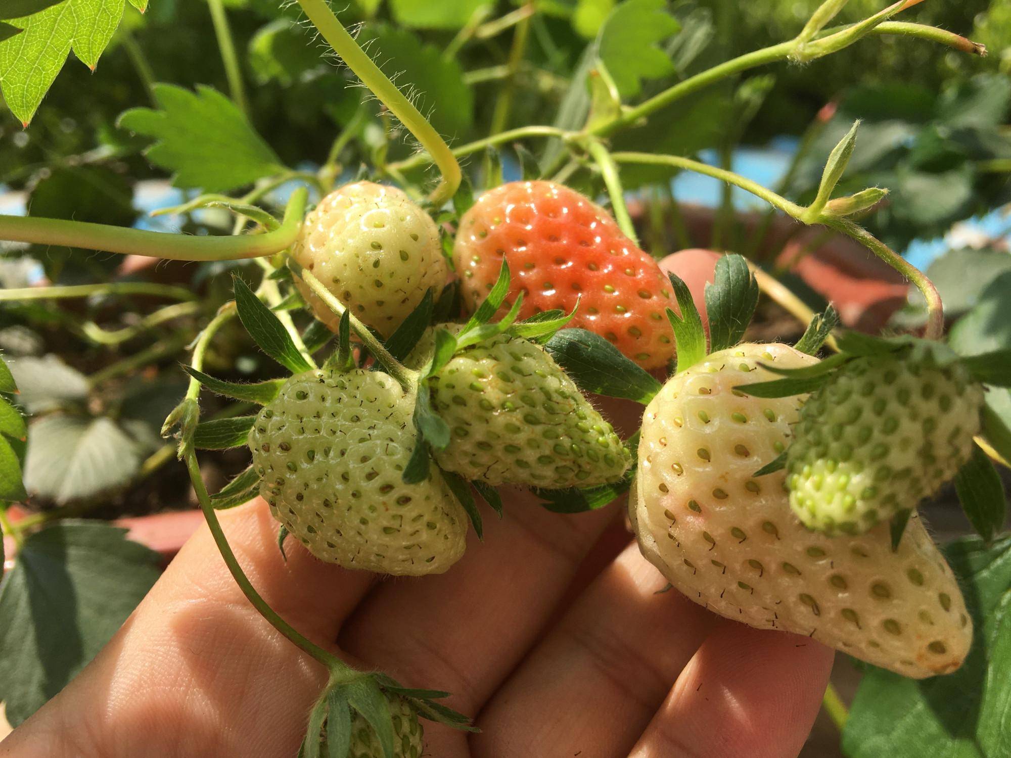 草莓什么季节成熟水果图片