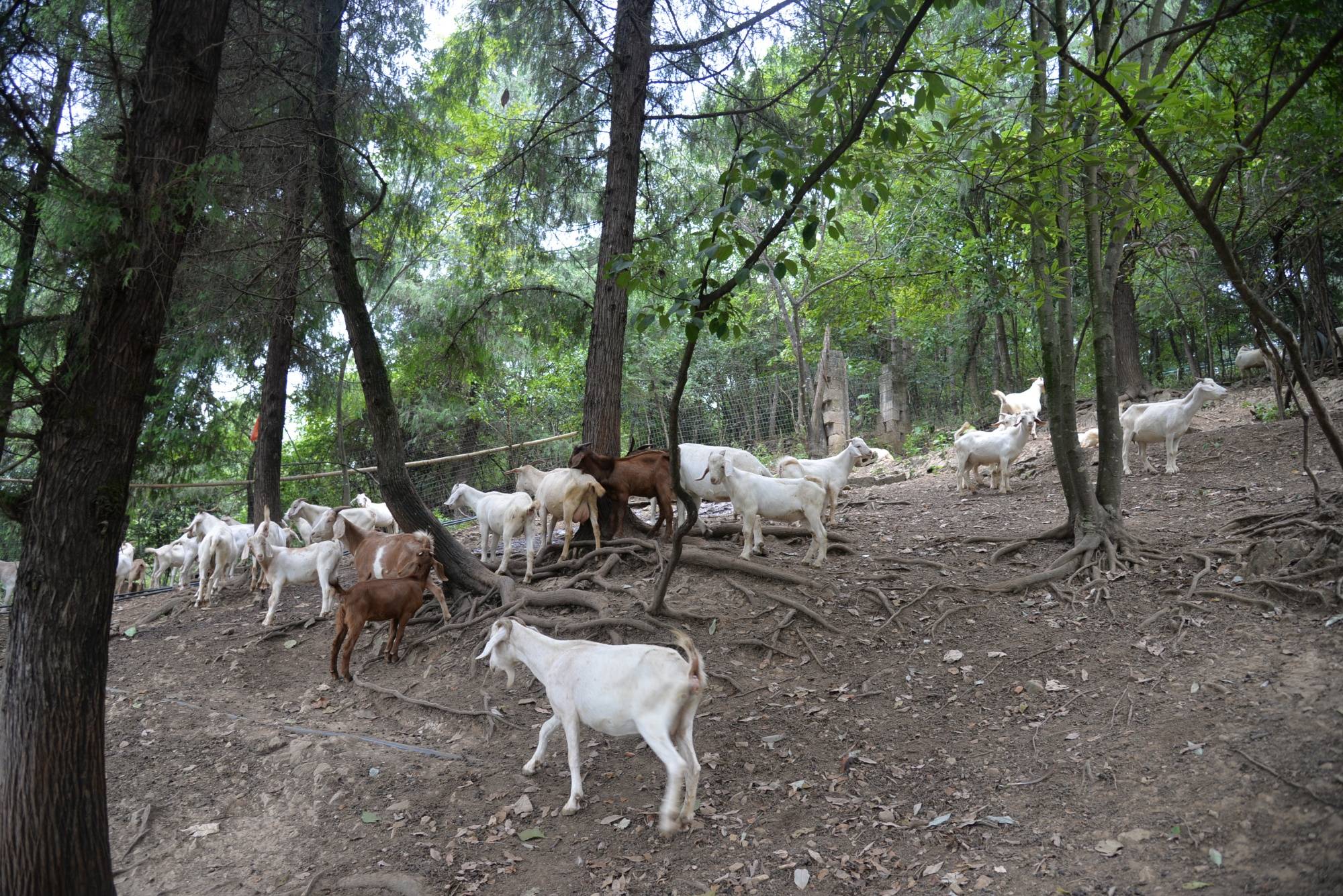 贵州岑巩:林下养殖"致富羊" 拓宽群众增收路