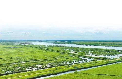 本报通讯员 宋文峰摄8月6日,在沧州南大港候鸟栖息地,茂密的芦苇丛内