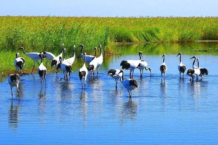 迟子建:鹤之舞_齐齐哈尔_丹顶鹤_白鹤