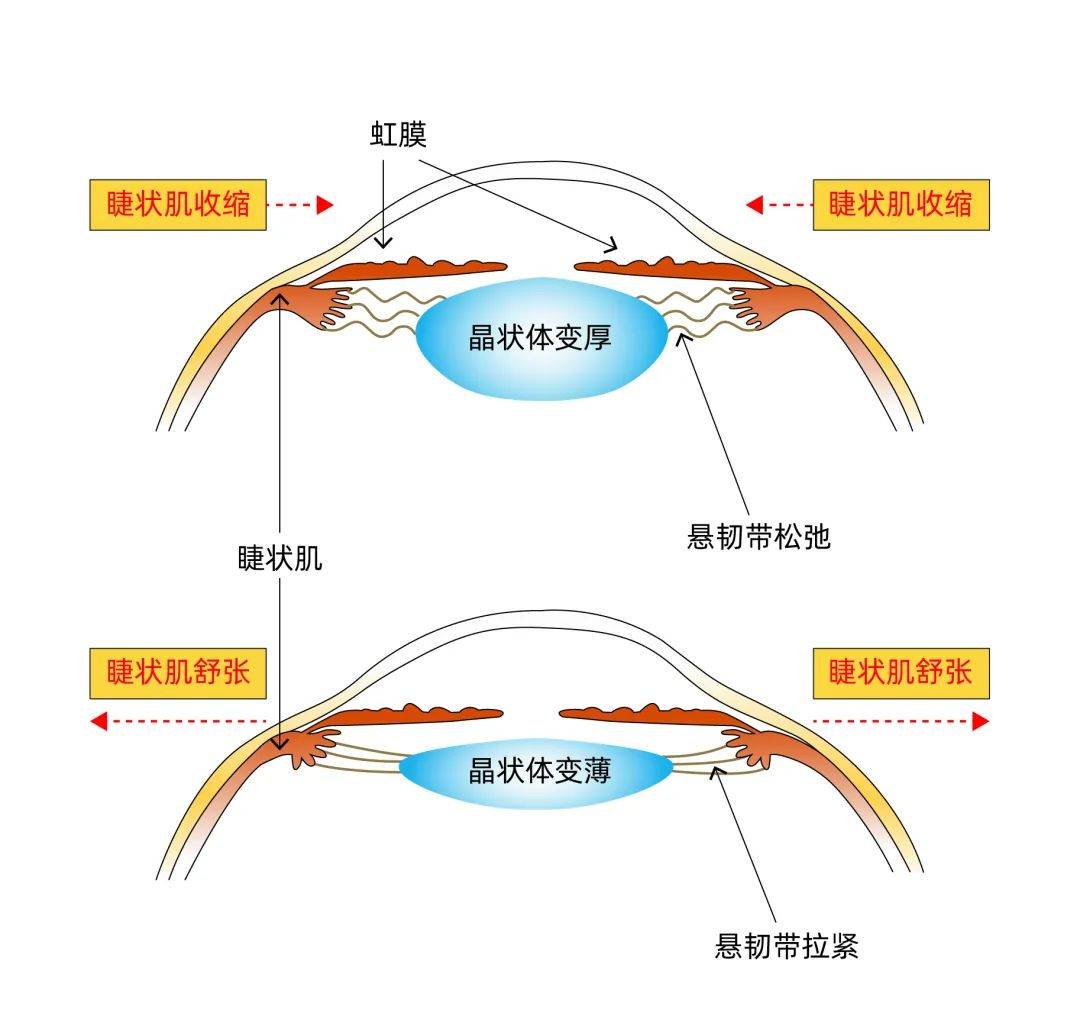 眼肌作用图片