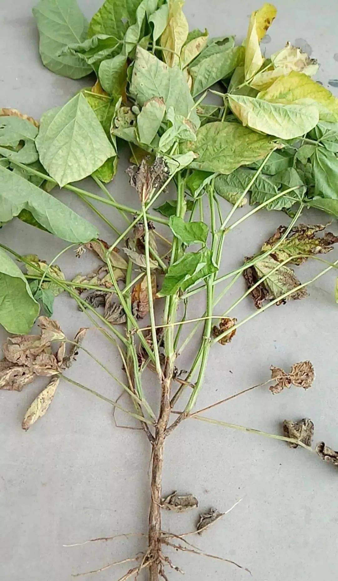 专家回答:这是大豆的茎枯病,可以用苯甲丙环唑,氰烯菌酯,腈菌唑,咯菌