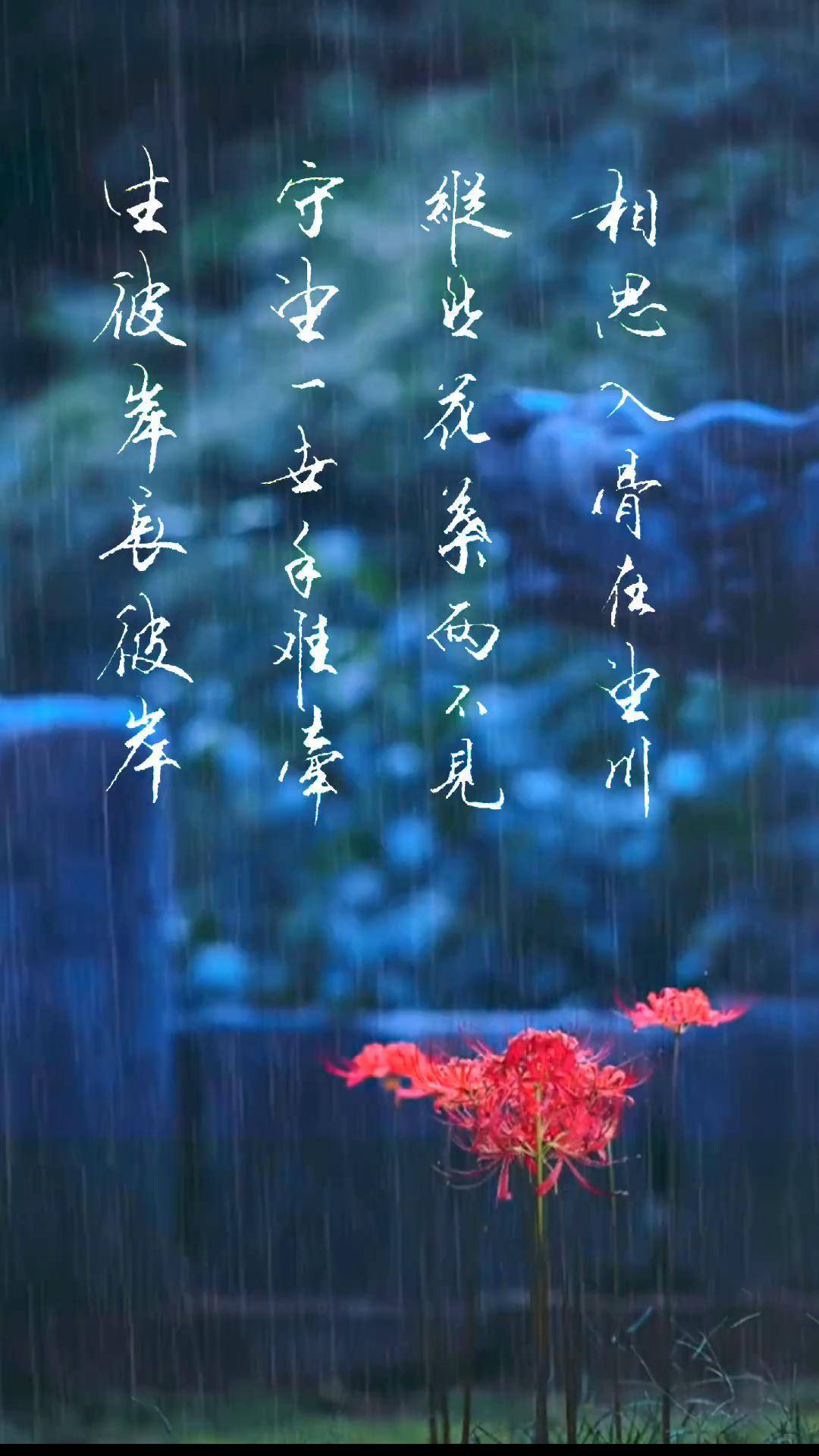 花叶两不见之彼岸花.手写 传统文化 写字是一种生活 励志 情感