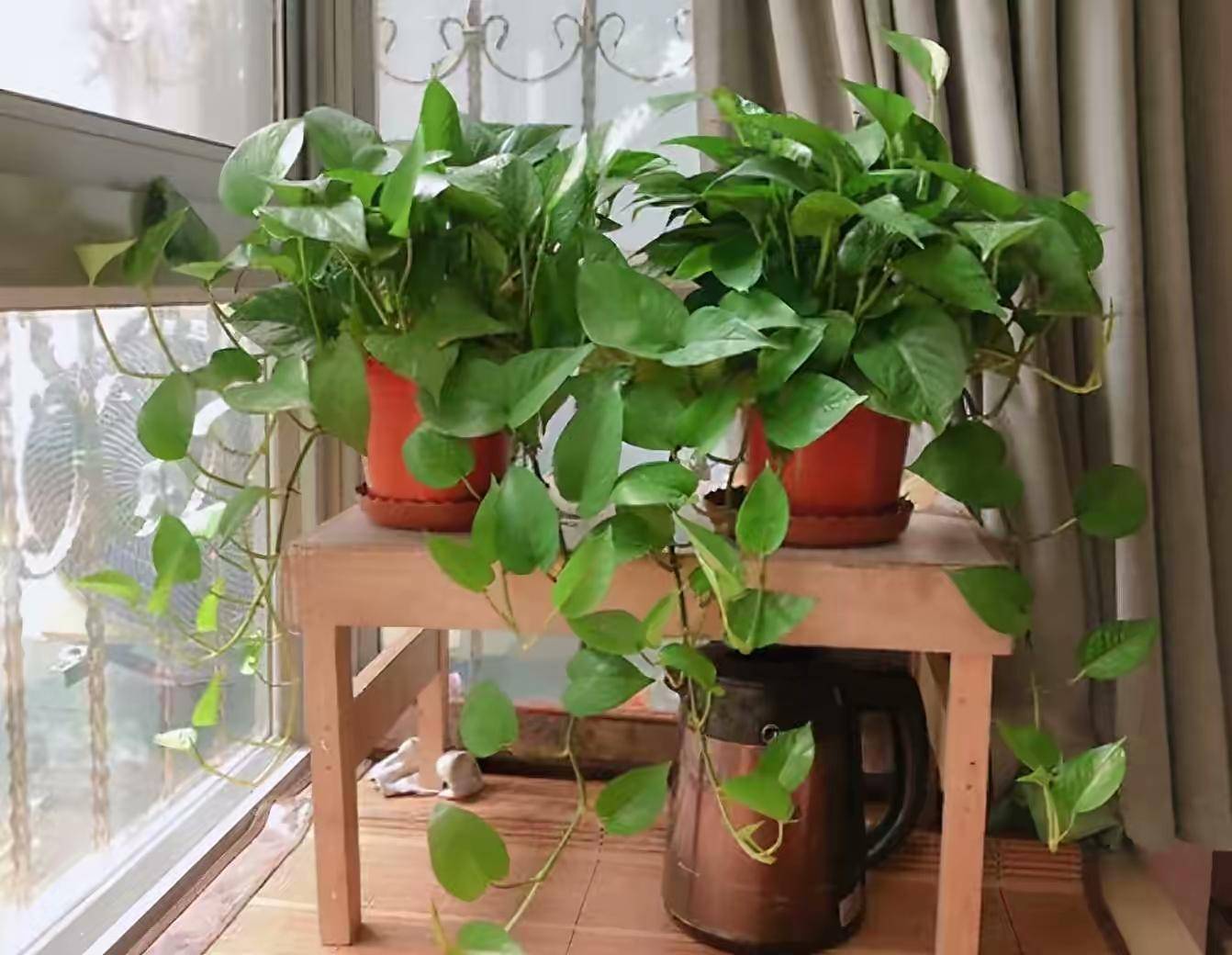 卫生间可养"6种花",耐阴好养,吸收水分杀毒灭菌,干净清爽