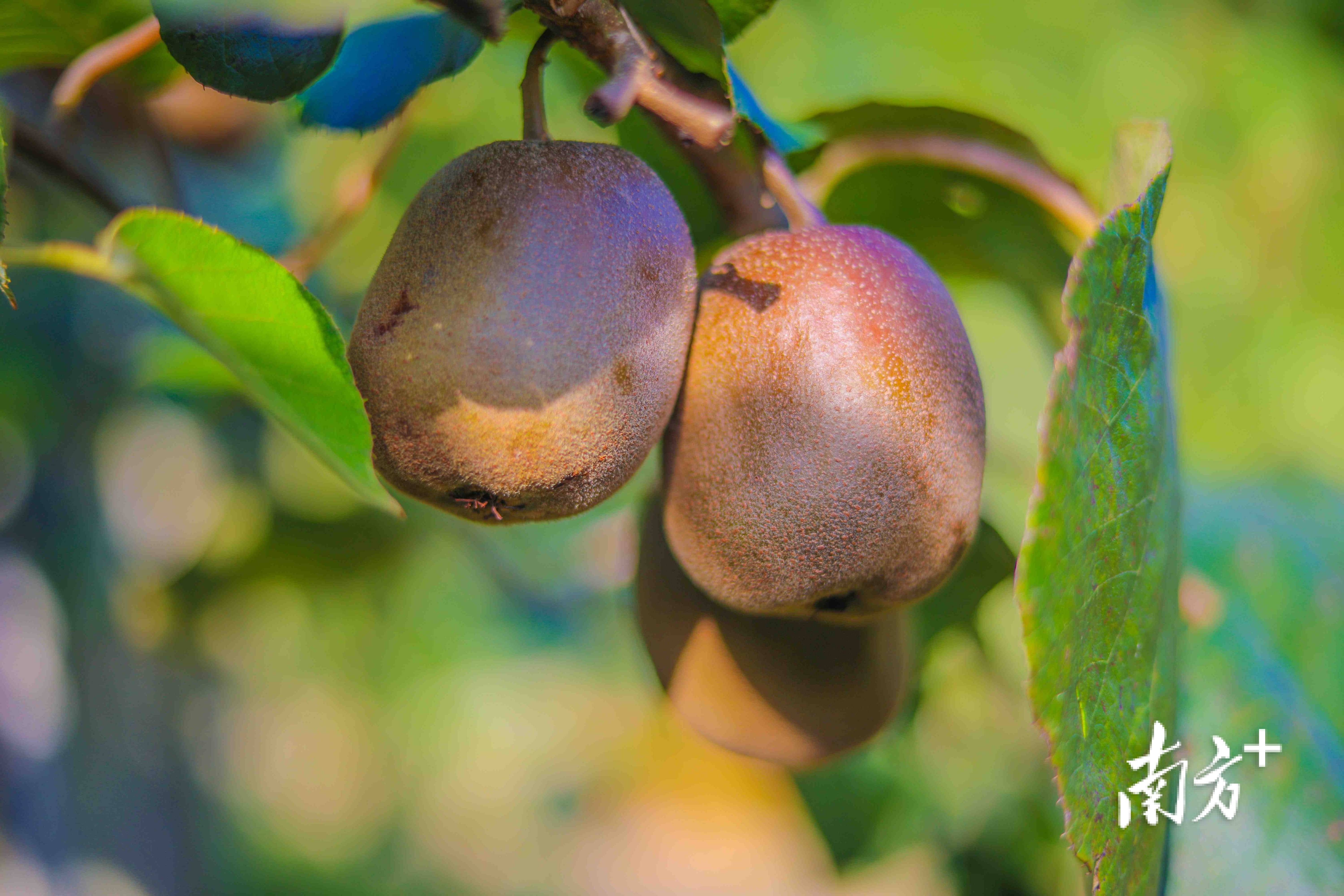 从"土特产"到"国家地标产品",和平猕猴桃产业发展蕴藏哪些"猕"方?