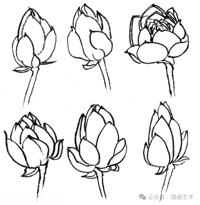 荷花的画法qq空间=荷花的绘画步骤与技法