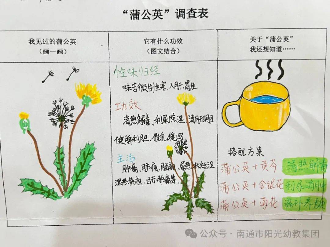 【金色阳光园】蒲公英的秘密 ——金色阳光幼儿园大一班班本课程故事