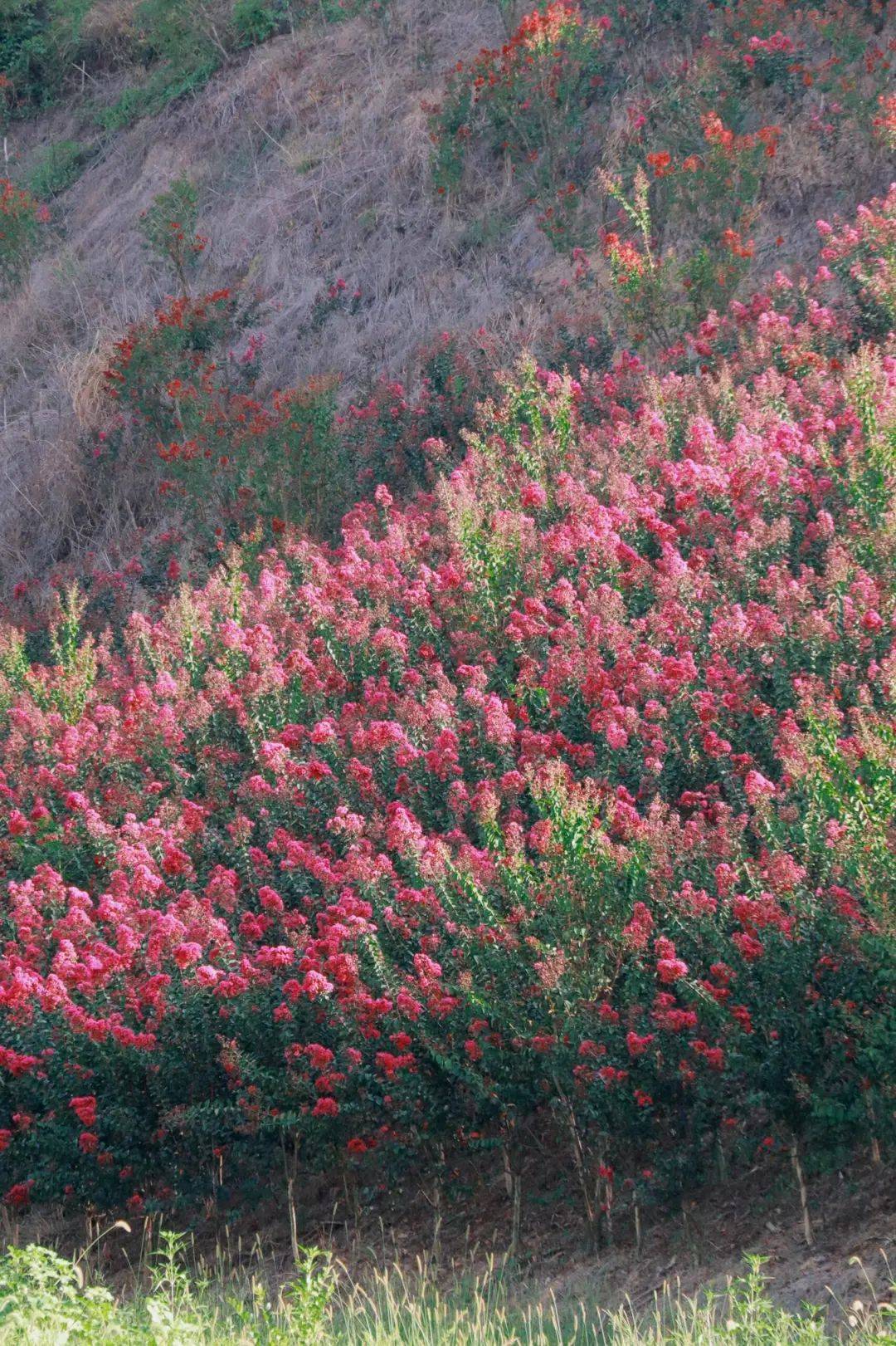 浅秋丽水:缙云这里紫薇花海浪漫盛放