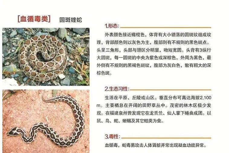 双双呼吸停止!泉州这12种蛇有毒,遇见快逃!