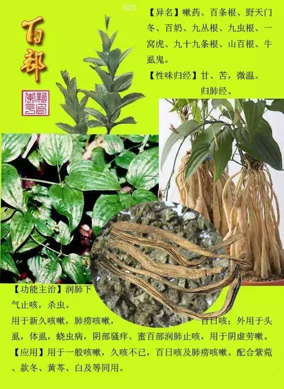 中草药大全3000种名字图片